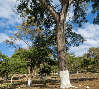 Terreno Residencial en Venta Cuilapa Santa Rosa