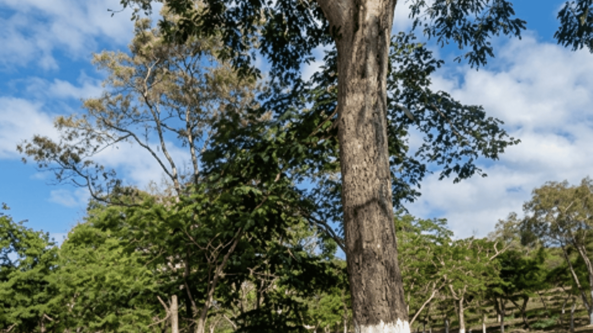 Terreno Residencial en Venta Cuilapa Santa Rosa