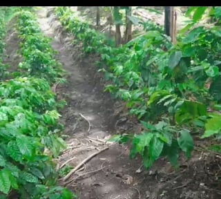 Terreno en Venta Villa Canales Ideal para Desarrollo