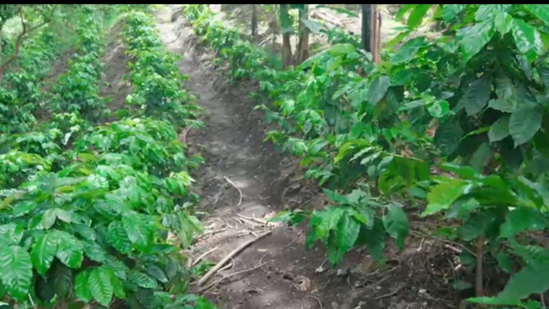 Terreno en Venta Villa Canales Ideal para Desarrollo