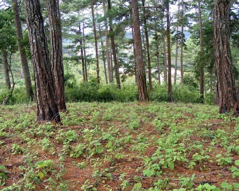 Terreno en VENTA en zona 16