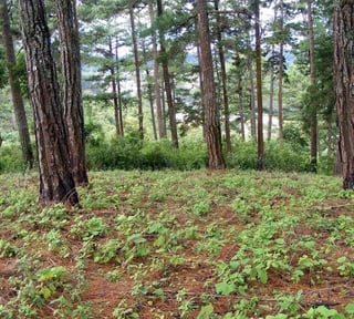 Terreno en VENTA en zona 16