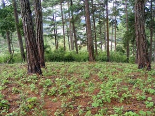 Terreno en VENTA en zona 16 - Image 1