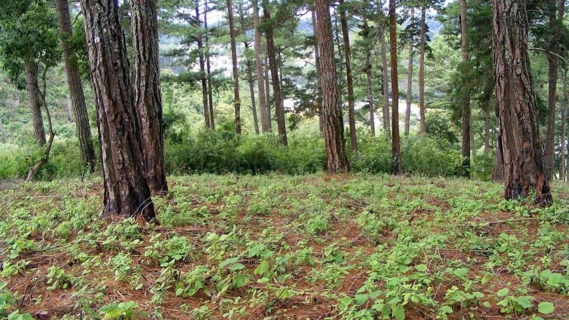 Terreno en VENTA en zona 16