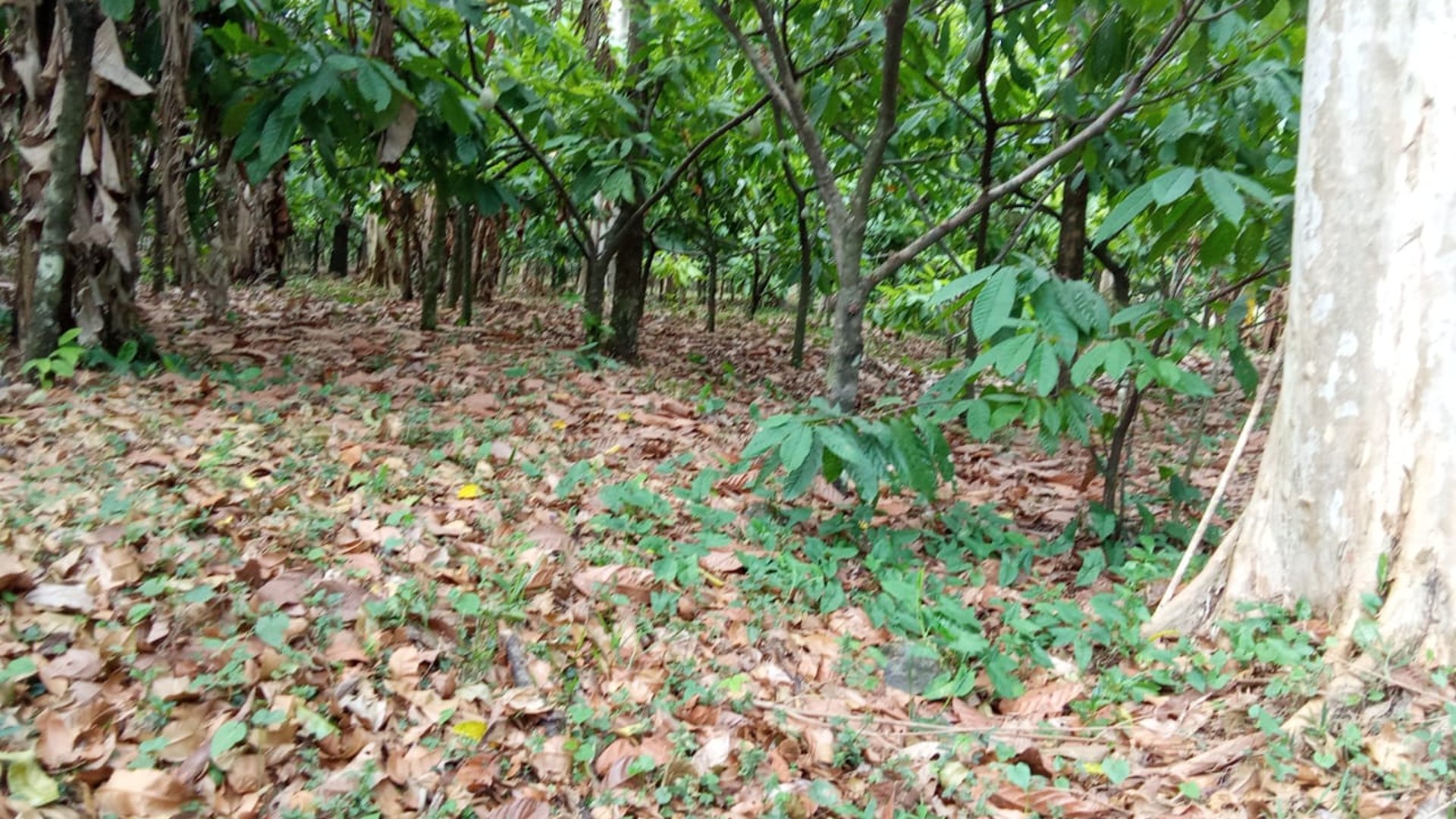 12 manzanas en San Bernardino, Suchitepequez  - Miniatura 2