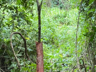 Terreno en Venta en Pichilingo, Pto Barrios, Izabal - 5