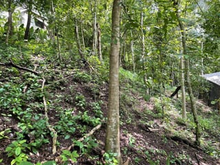 Terreno en Venta El Remate Flores Peten - 3