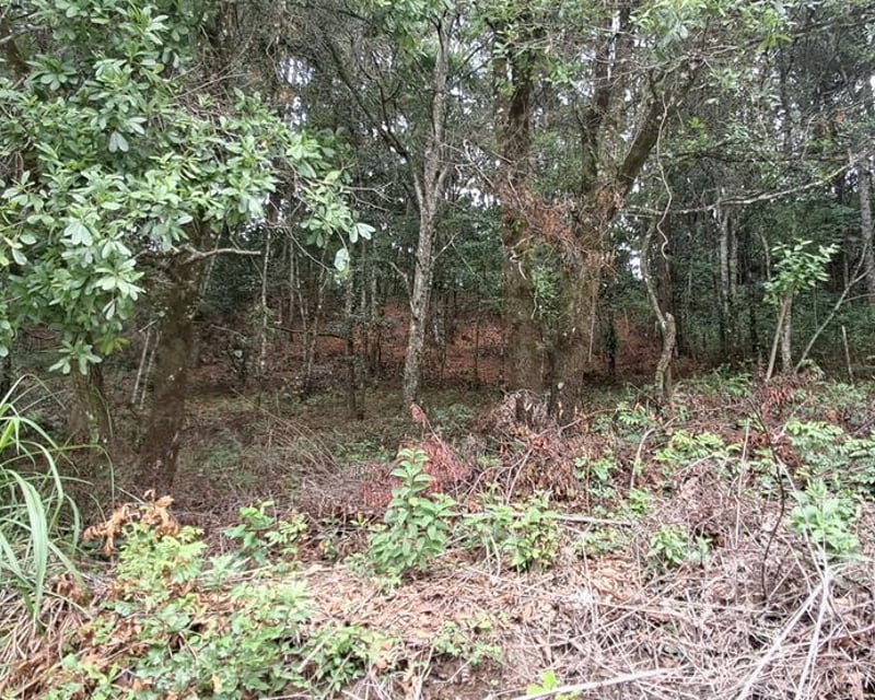 Terreno en VENTA en Rancho Verde