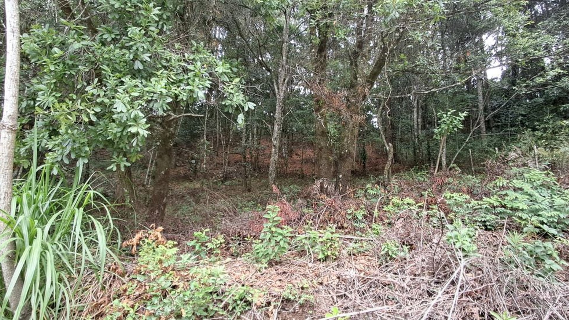 Terreno en VENTA en Rancho Verde
