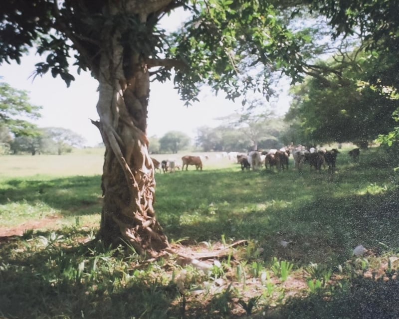 Terreno en Venta Taxisco, Santa Rosa, Guatemala