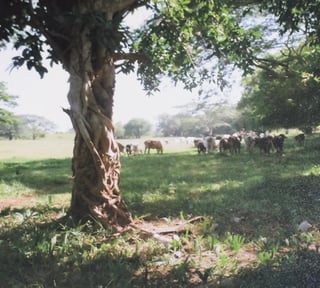 Terreno en Venta Taxisco, Santa Rosa, Guatemala