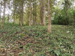 Finca con Plantación de Teca en Venta en Alta Verapaz | Inversión Forestal - 4