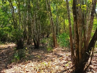 FINCA EN VENTA – SAN ANDRÉS, PETÉN - 2