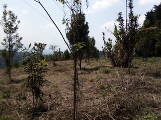 Terreno en Carretera al Salvador km 26 Sta. Elena - 4