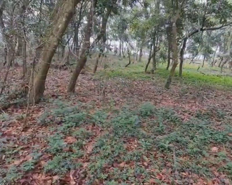TERRENO EN VENTA EN EL KM 26.5 CARRETERA A SANTA ELENA BARILLAS
