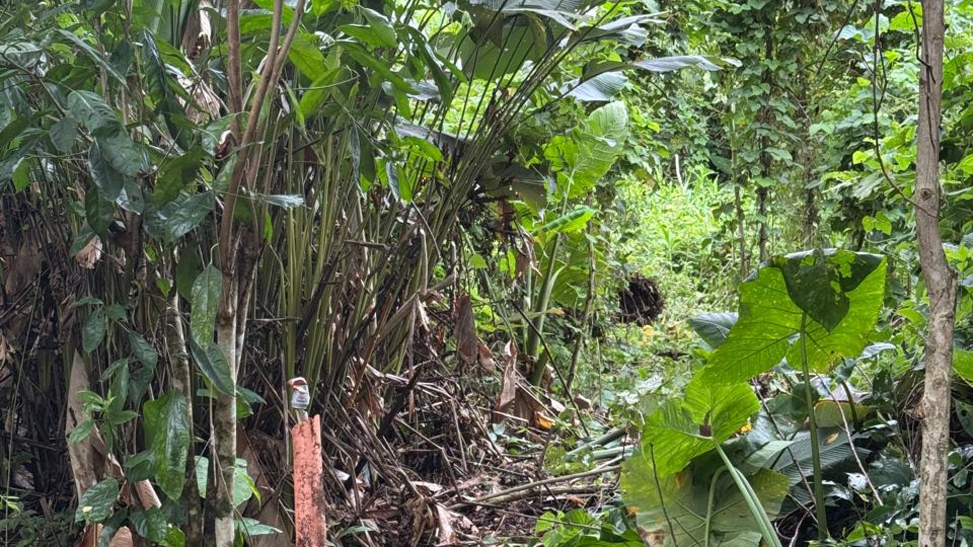 Terreno en Venta en Pichilingo, Pto Barrios, Izabal - Miniatura 7