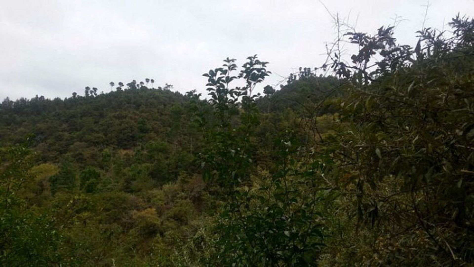En Venta 70 Manzanas Terreno Boscoso San Pedro Ayampuc - Miniatura 7
