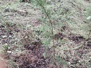 Terreno en Venta Granja Buenos Aires, Fraijanes - 5