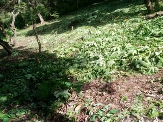 Terreno en venta en CAES  Km 22.5 - 4