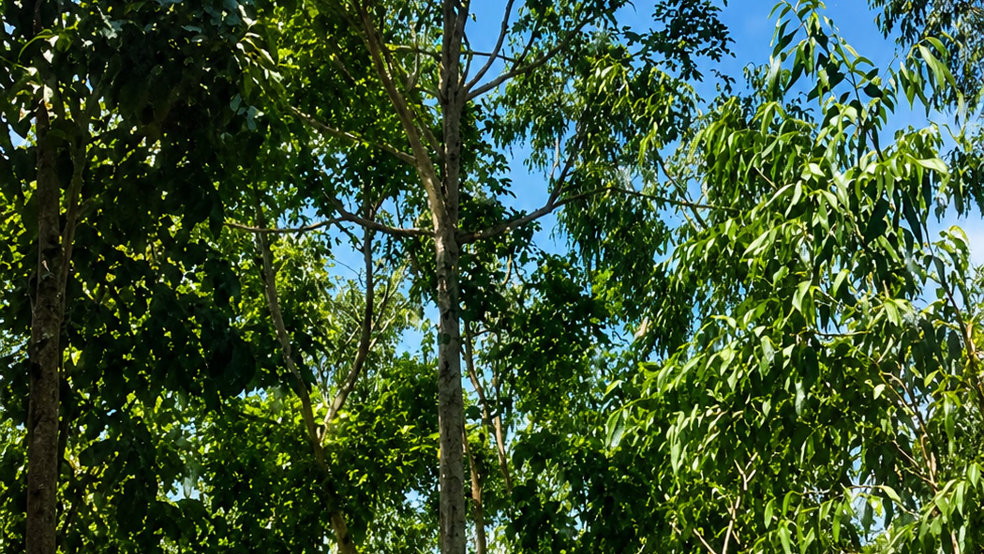 FINCA FORESTAL CERTIFICADA EN VENTA | ESCUINTLA GUATEMALA - Miniatura 8