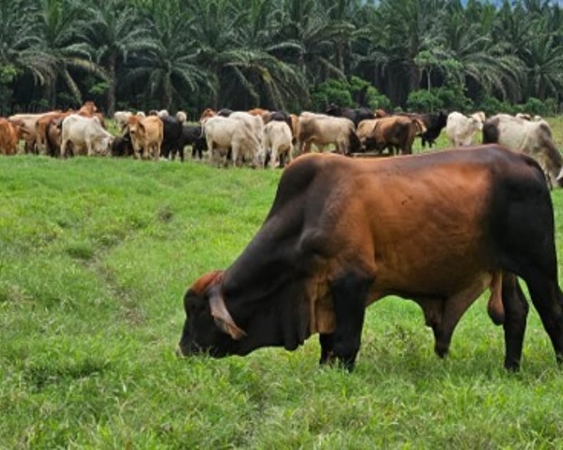 Livestock Farm for Sale in Panzós, Alta Verapaz