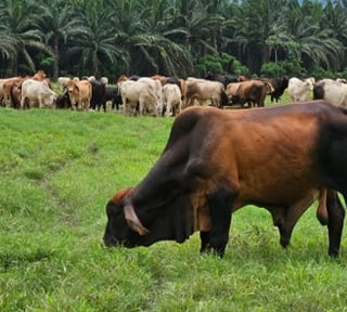 Livestock Farm for Sale in Panzós, Alta Verapaz