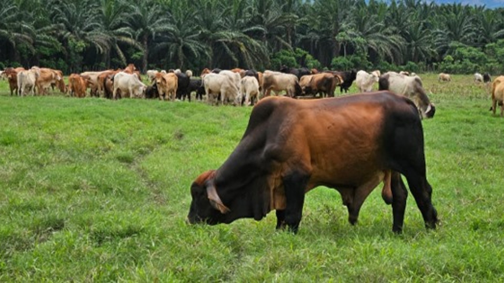 Livestock Farm for Sale in Panzós, Alta Verapaz