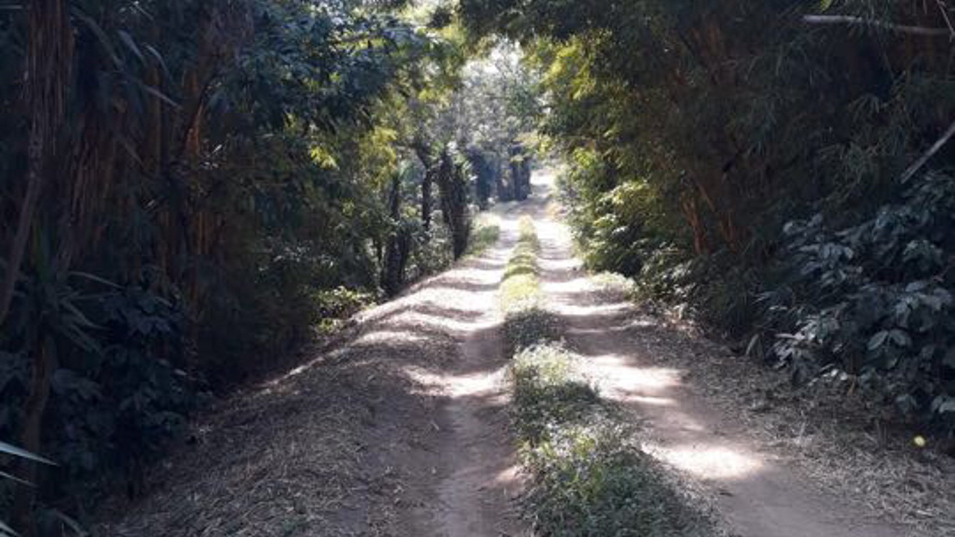 Vendo Finca para Café y Aguacate en Acatenango Chimaltenango  - Miniatura 6