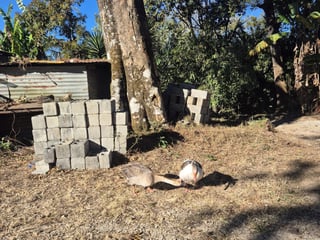 Terreno en Venta Carretera a Colmenas Guatemala - Image 11