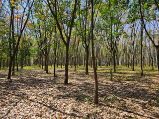 Finca en venta en Coatepeque Quetzaltenango Ref-5948 - 3