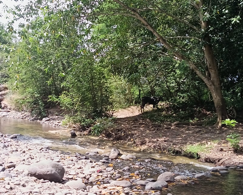 Finca en venta de 15 caballerias Oratorio Santa Rosa