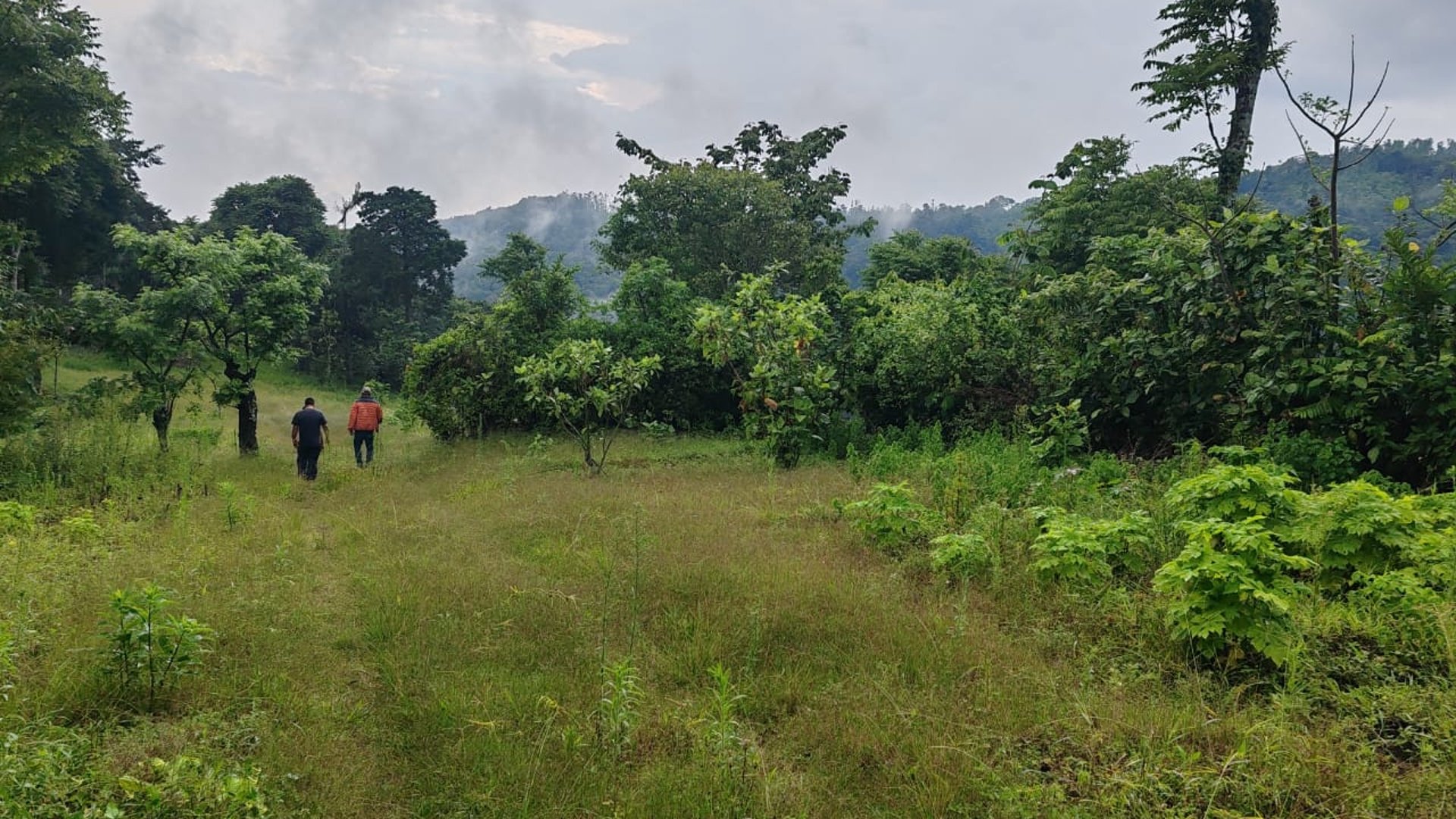 Finca cafetalera en venta 490 cuerdas Ref-4859