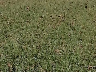Terreno en Venta de 3 Criptas Cementerio Los Olivos CES - 2