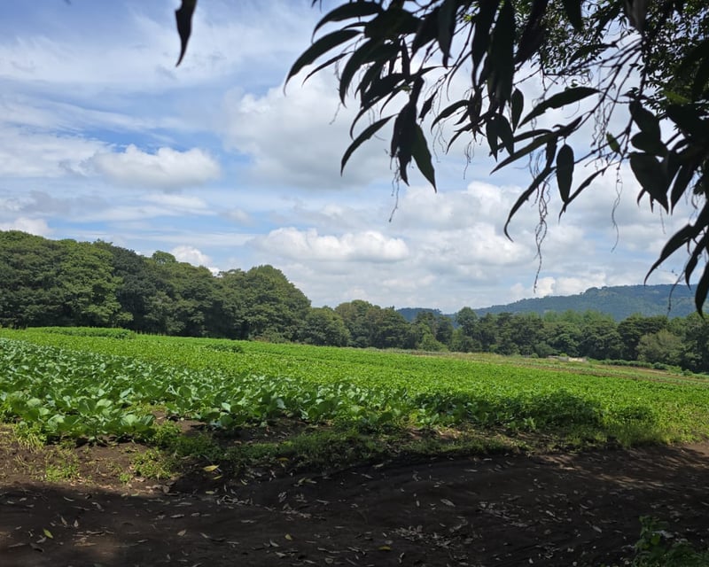Terreno en Venta, Santa Lucia Milpas Altas 