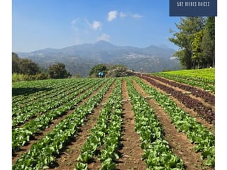 Large Land for Sale in Parcelamiento Santa Rosa, Milpas Altas, Guatemala - 13,800 m² - Agricultural & Commercial Development - $510,000 - Image 4
