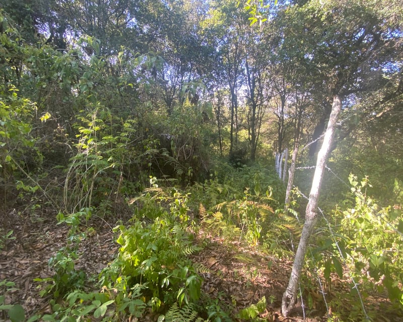 Terreno en Venta 1 manzana en El Encinal, Zona 7 ref-6135