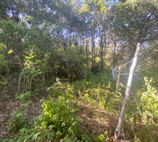 Terreno en Venta 1 manzana en El Encinal, Zona 7 ref-6135