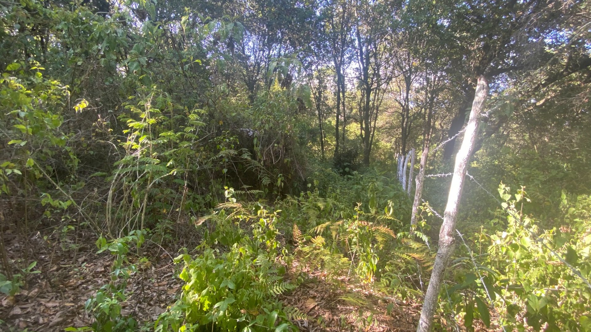 Terreno en Venta 1 manzana en El Encinal, Zona 7 ref-6135
