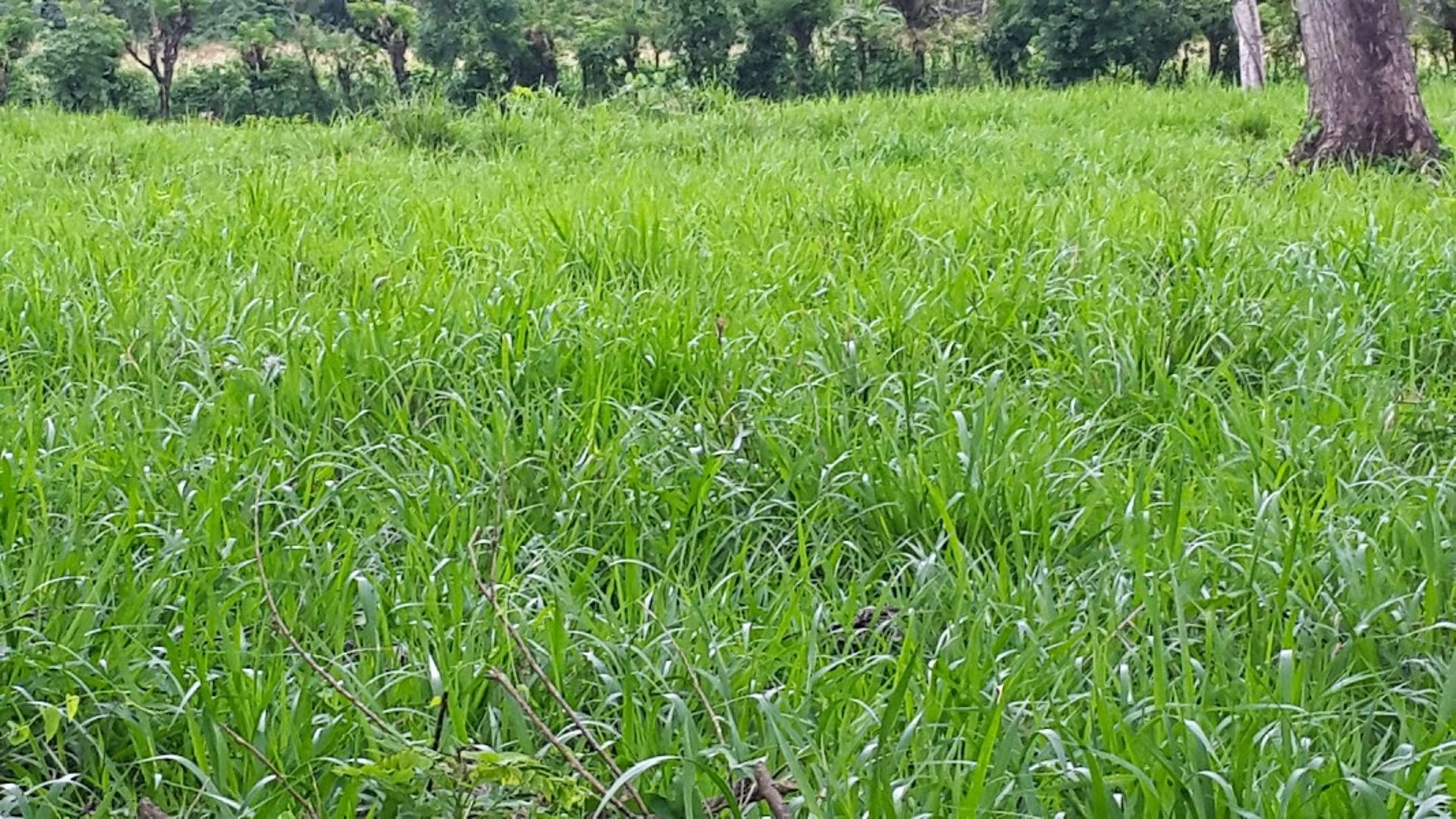 FINCA EN VENTA EN ALDEA EL SAUCE  - Miniatura 10