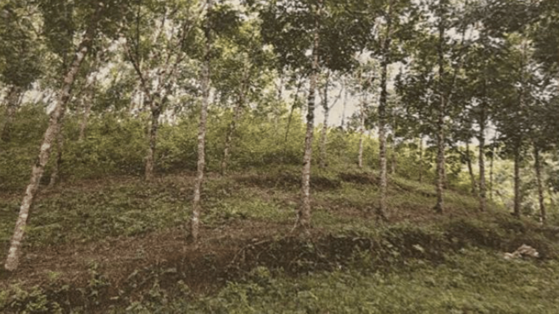 VENTA DE FINCA 2 CABALLERÍAS CON PLANTACIÓN DE HULE - IZABAL