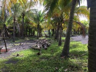 Terreno en Venta Cercano a Juan Gaviota Escuintla - 4