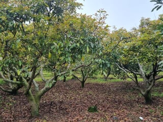 En venta finca aguacate Hass San Vicente Pacaya Esc - 2