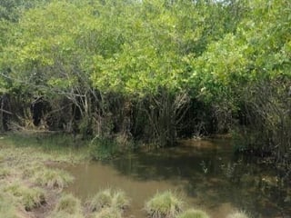 Terreno en Venta - Renta Iztapa, Escuintla  - 4