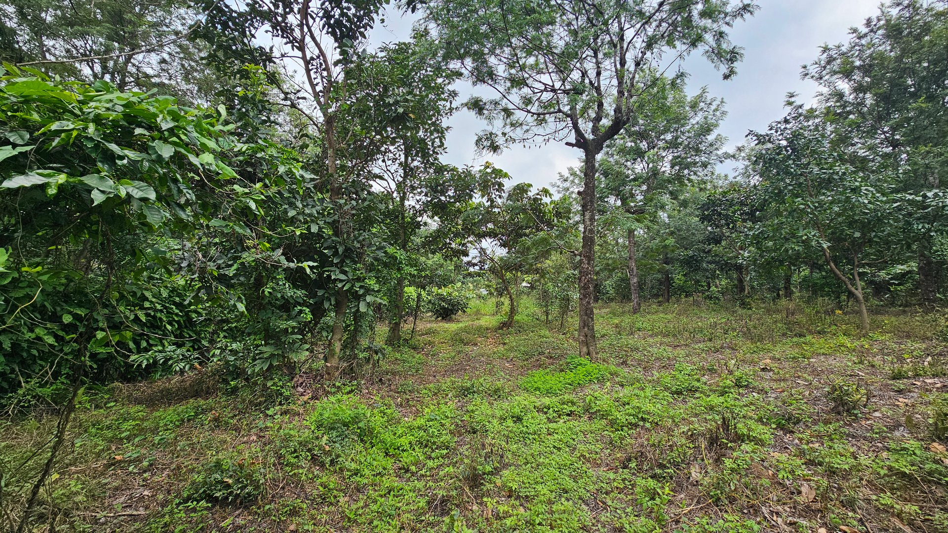 Terreno de 1 Manzana en Alotenango Cercanía Estratégica a la RN14 - Miniatura 5