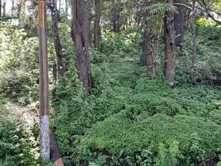 Excelente Terreno de mas de 1 manzana en Lomas de San Rafael | Km.15 CAES a la par de Vesuvio - 2