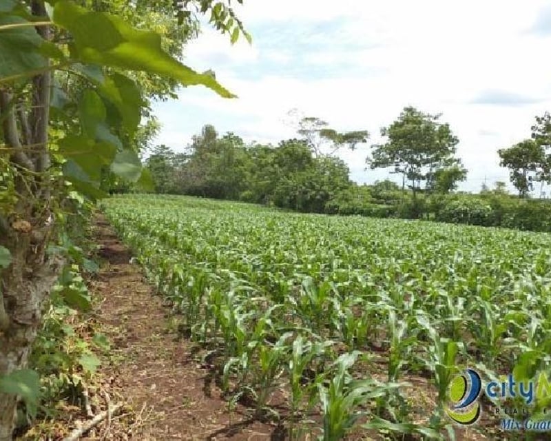 Vendo Terreno con siembra en Cuyotenango, Suchitepequez