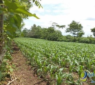 Vendo Terreno con siembra en Cuyotenango, Suchitepequez