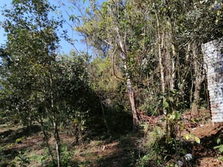 Terreno en Venta en Carretera a las Brisas Finca el Masuey - 2