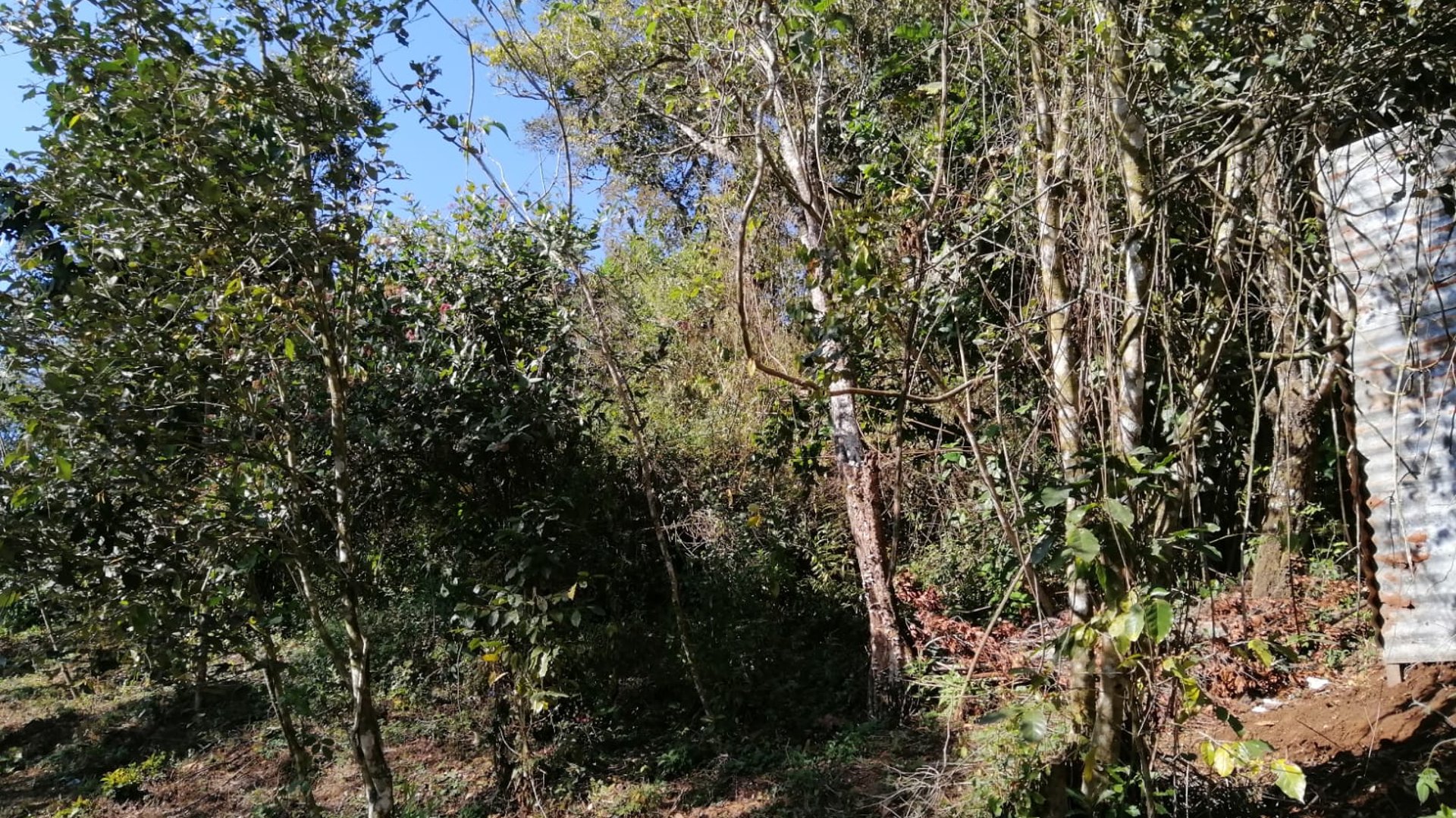Terreno en Venta en Carretera a las Brisas Finca el Masuey - Miniatura 2