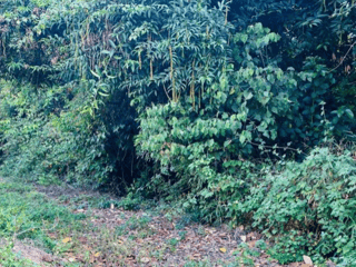 Terreno en venta zona 4 de Mixco Bosques de San Nicolás - Image 2